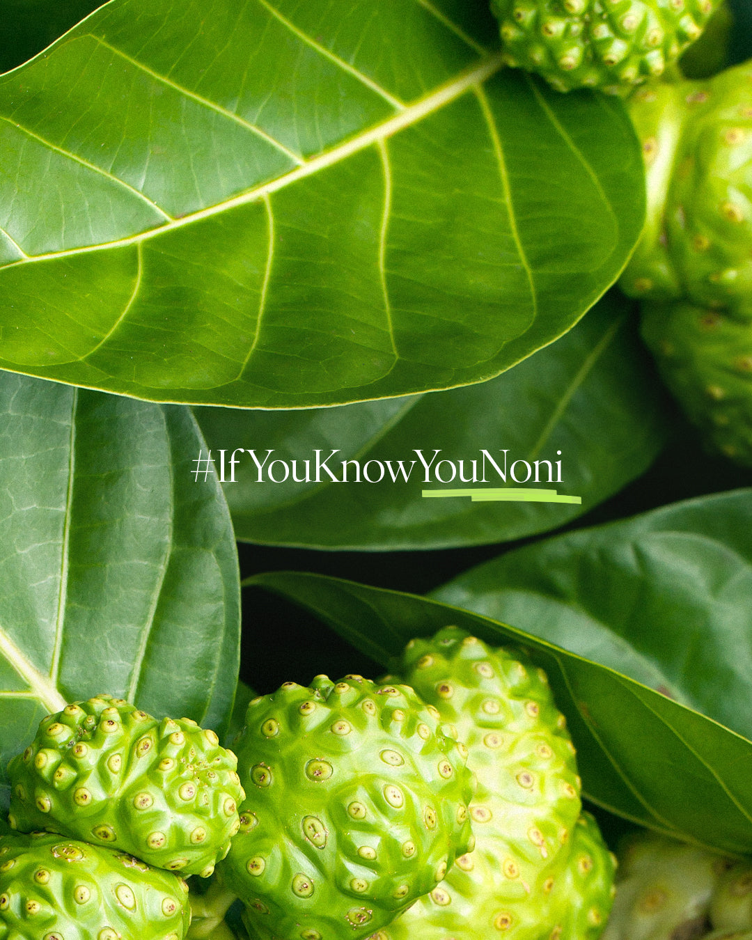Tahitian Noni® ORIGINAL – Superfrukt på farten